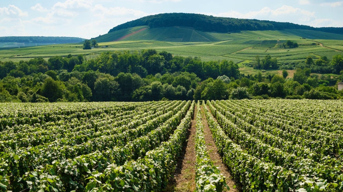 Omdat we er zo van houden: een kleine les in biodynamische wijnen